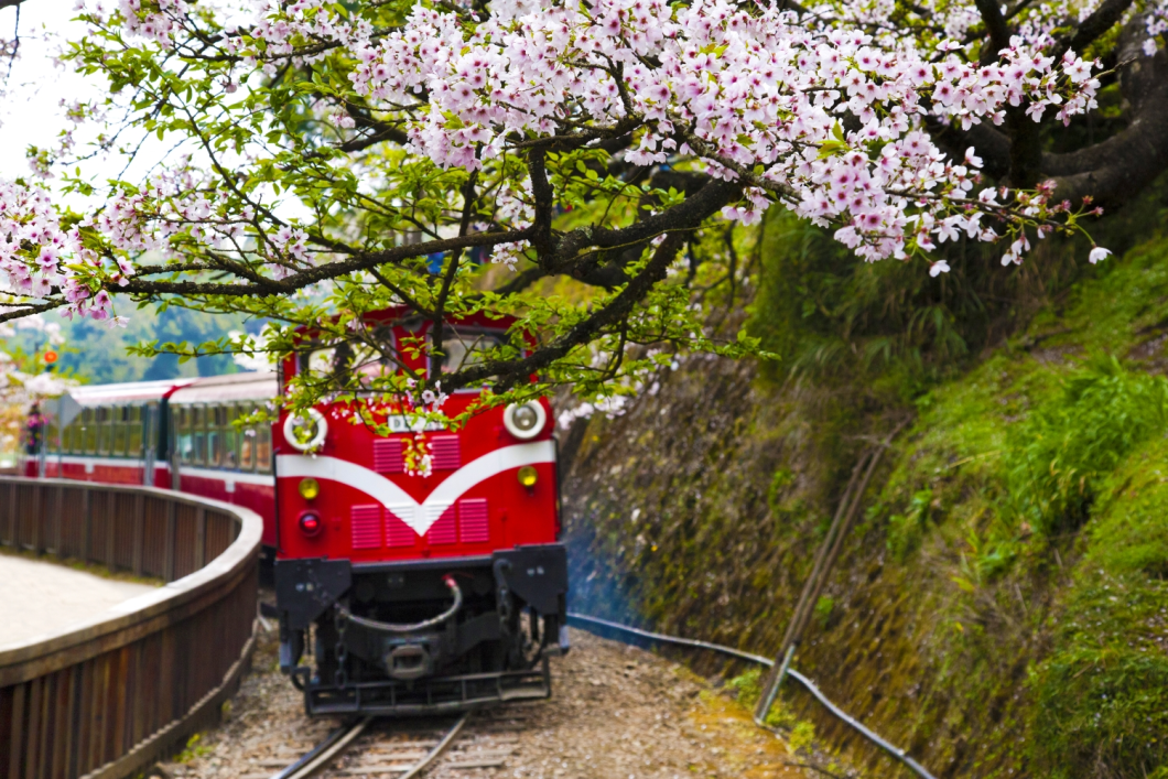 Du Lịch Đài Loan: Cao Hùng – Đài Trung – Đài Bắc – Ngắm Hoa Anh Đào Rừng Quốc Gia Alishan