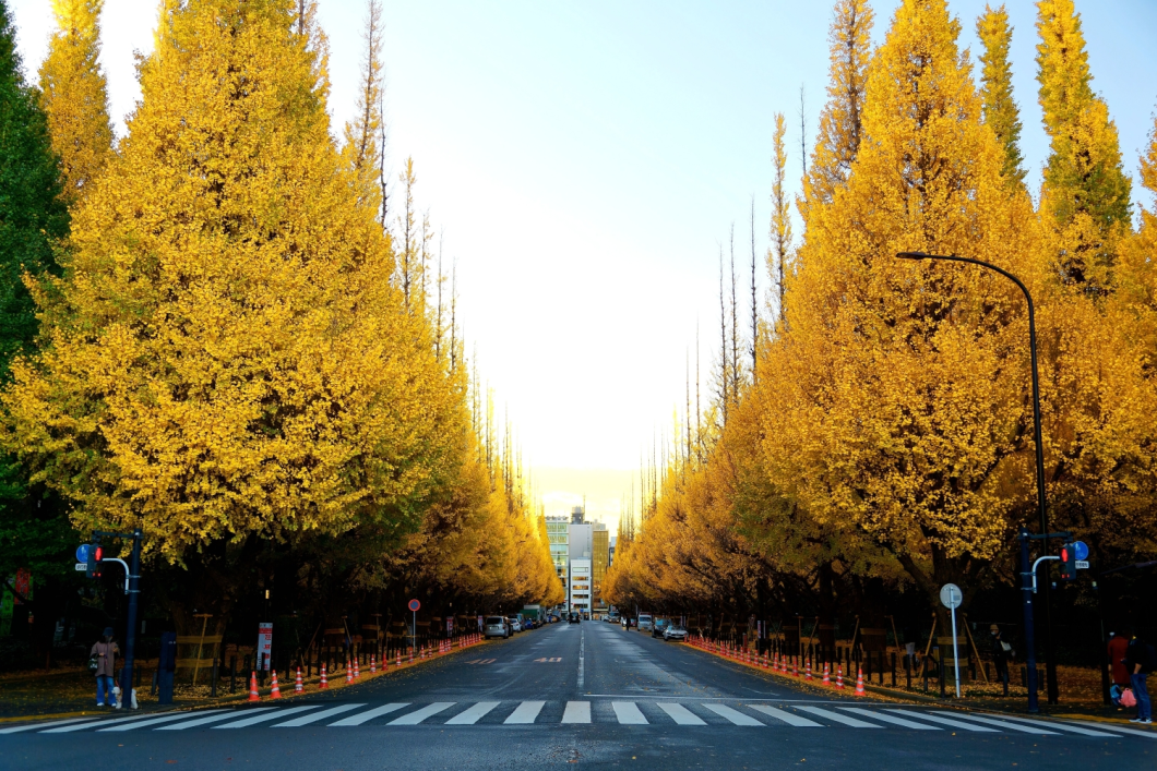 Du Lịch Nhật Bản (Mùa Thu): Osaka - Nara - Kyoto - Nagoya - Phú Sĩ - Tokyo - Narita
