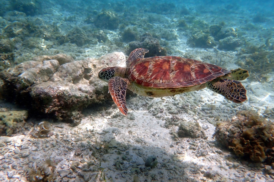 Du Lịch Philippines: Cebu - Mactan - Ngắm Cá Mập Voi Ở Oslob