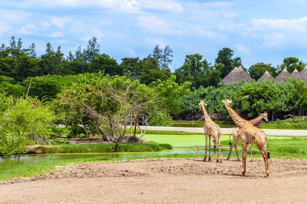 Du Lịch Thái Lan: Bangkok - Safari - Đảo Coral - Pattaya - Bảo Tàng Tranh 3D - The Sky Gallery - No Shopping