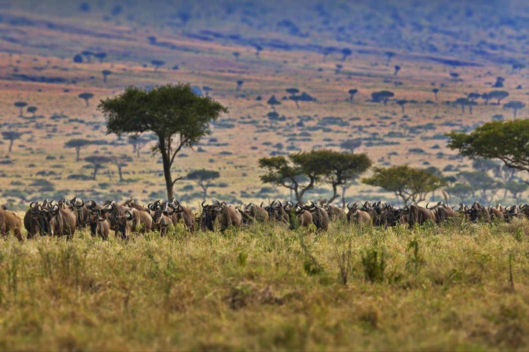 Du Lịch Đông Phi: Kenya - Tanzania - Mùa Đại Di Trú - Khoảnh Khắc Lịch Sử