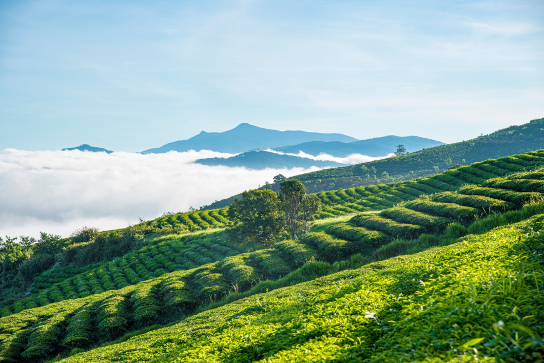 Du Lịch Đà Lạt: Thác Đamb’ri - Nông Trại Cún Puppy Farm - Đồi Chè Cầu Đất - Làng Hoa Vạn Thành