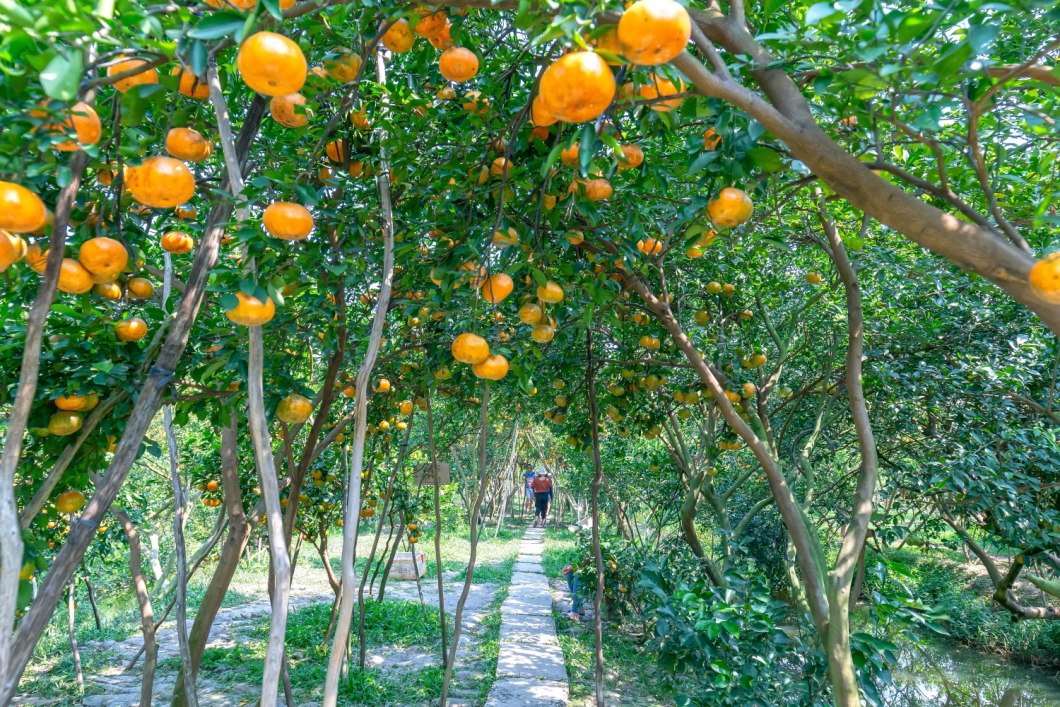 Du Lịch Đồng Tháp (Tết Âm Lịch 2026): Vườn Quýt Hồng Lai Vung – Nhà Cổ Huỳnh Thuỷ Lê – Làng Hoa Sa Đéc – Khu Du Lịch Sa Nhiên