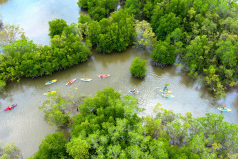 Tour Chèo Thuyền Sup Xuyên Rừng Ngập Mặn Cần Giờ