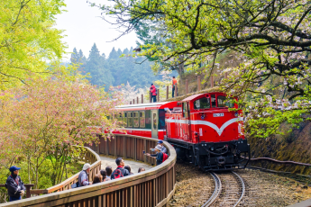 Du Lịch Đài Loan: Cao Hùng – Đài Trung – Đài Bắc – Ngắm Hoa Anh Đào Rừng Quốc Gia Alishan