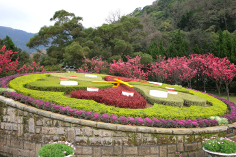 Du Lịch Đài Loan: Cao Hùng – Đài Trung – Đài Bắc – Ngắm Hoa Anh Đào Rừng Quốc Gia Alishan