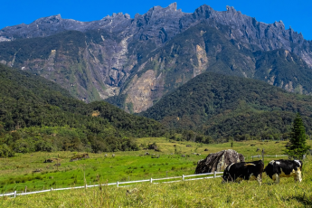 Du Lịch Malaysia (Tết Âm Lịch 2026): Kota Kinabalu - Kundasang - Đảo Sapi - Công Viên Quốc Gia Kinabalu - Ngắm Khỉ Vòi & Đom Đóm