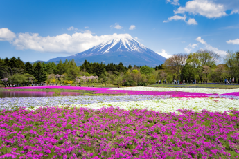 Du Lịch Nhật Bản (Mùa Hoa Chi Anh): Osaka - Kyoto - Nagoya - Núi Phú Sĩ - Tokyo - Trải Nghiệm Tàu Shinkansen