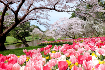 Du Lịch Nhật Bản (Mùa Hoa Anh Đào): Tokyo - Phú Sĩ - Hamamatsu - Toyohashi  Kyoto - Osaka