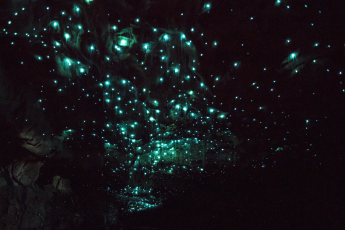 Du Lịch New Zealand: Khám Phá Bắc Đảo - Auckland – Waitomo Cave – Taupo - Rotorua – Hobbiton – Hamilton