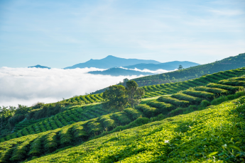 Du Lịch Đà Lạt: Thác Đamb’ri - Nông Trại Cún Puppy Farm - Đồi Chè Cầu Đất - Làng Hoa Vạn Thành