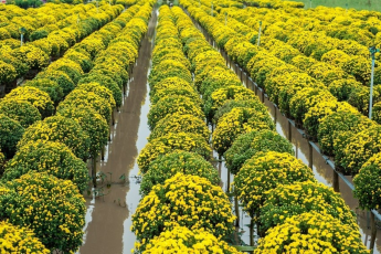 Du Lịch Đồng Tháp (Tết Âm Lịch 2026): Khu Di Tích Xẻo Quýt – Nhà Cổ Huỳnh Thuỷ Lê – Làng Hoa Sa Đéc