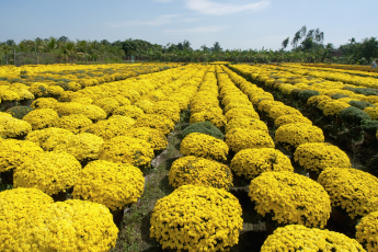 Du Lịch Đồng Tháp (Tết Âm Lịch 2026): Khu Di Tích Xẻo Quýt – Nhà Cổ Huỳnh Thuỷ Lê – Làng Hoa Sa Đéc