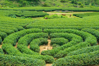 Du Lịch Hà Nội - Mộc Châu - Lai Châu - Điện Biên - Sapa