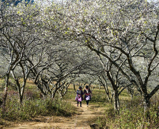 TA CÓ HẸN VỚI MỘC CHÂU