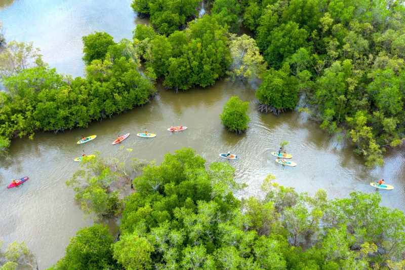 Tour Chèo Thuyền Sup Xuyên Rừng Ngập Mặn Cần Giờ
