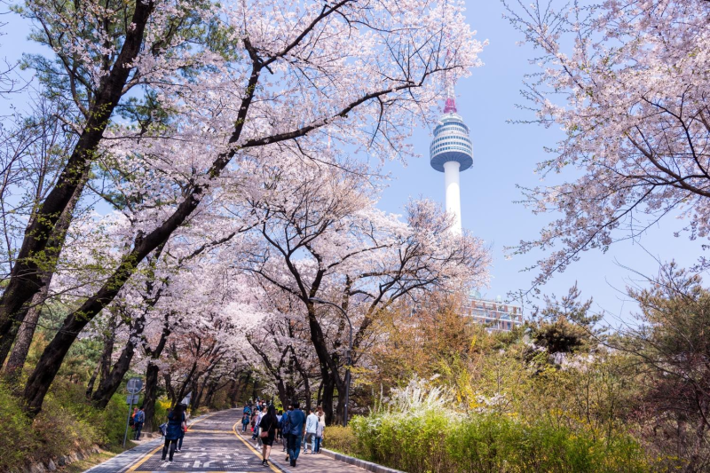 Du Lịch Hàn Quốc (Mùa Hoa Anh Đào): Seoul - Nami - Everland - Công Viên Yeouido
