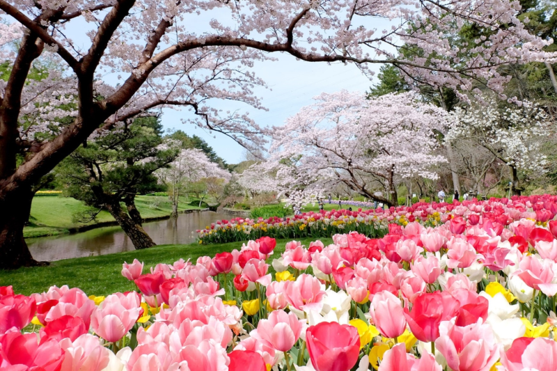 Du Lịch Nhật Bản (Mùa Hoa Anh Đào): Tokyo - Phú Sĩ - Hamamatsu - Toyohashi  Kyoto - Osaka