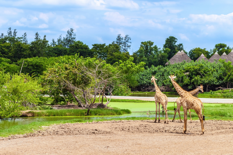 Du Lịch Thái Lan: Bangkok - Safari World - Pattaya - Vietnam Airlines