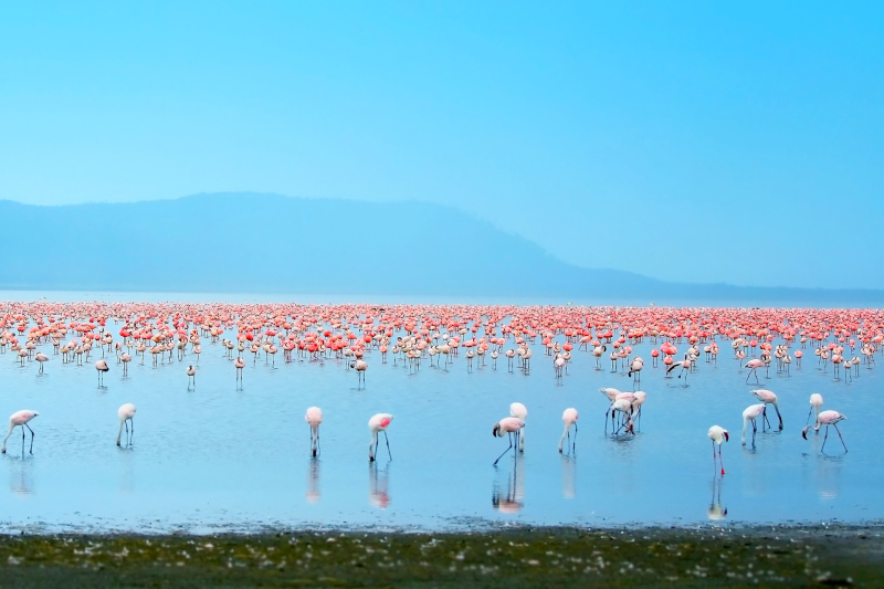 Du Lịch Đông Phi: Kenya - Tanzania - Mùa Đại Di Trú - Khoảnh Khắc Lịch Sử