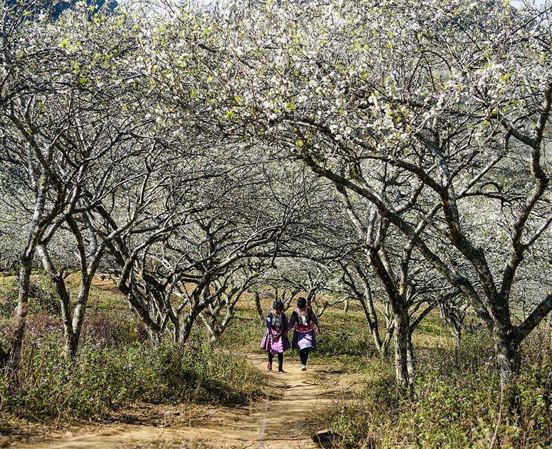 Mạng bán tour du lịch trực tuyến hàng đầu tại Việt Nam | BenThanh Tourist