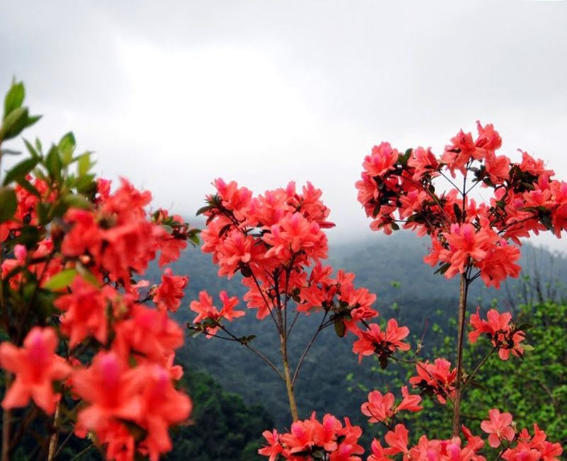 Mạng bán tour du lịch trực tuyến hàng đầu tại Việt Nam | BenThanh Tourist