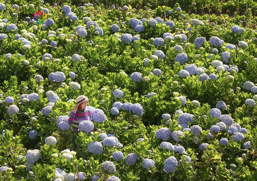 Mạng bán tour du lịch trực tuyến hàng đầu tại Việt Nam | BenThanh Tourist