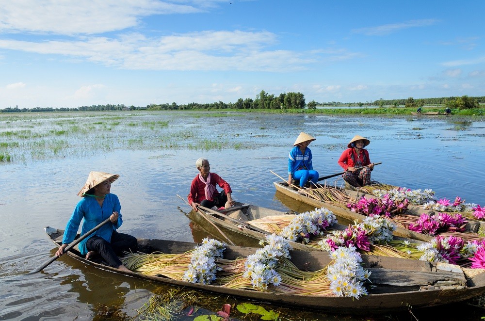 hoa-sung-dong-thap hoa-sung-dong-thap