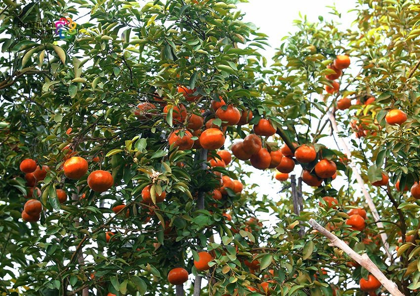 về tiền giang ăn trái cây miệt vườn