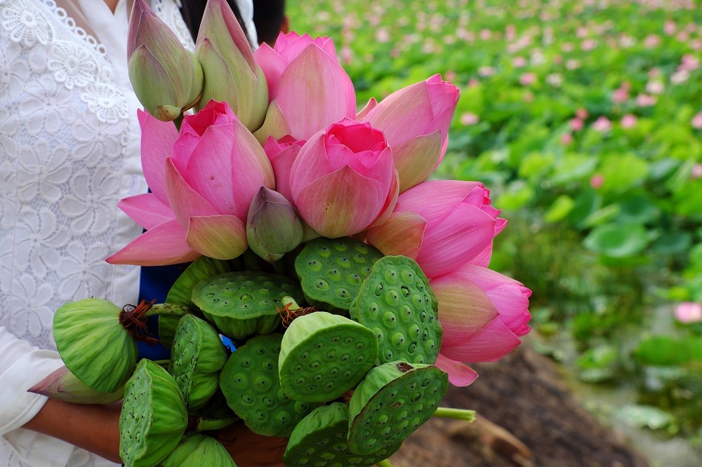 ngắm sén Tháp Mười