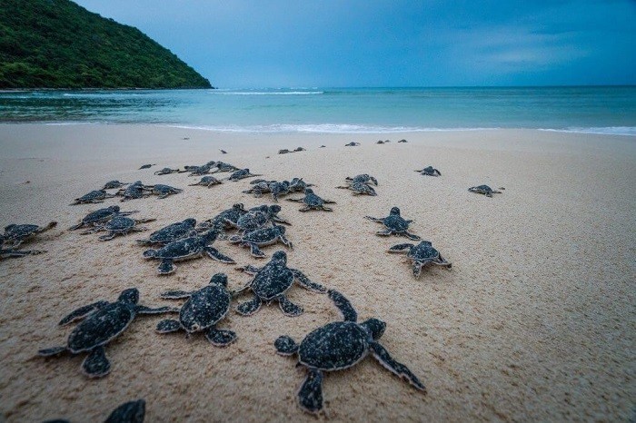Trải nghiệm đỡ đẻ cho rùa nhất định phải thử khi lần đầu du lịch Côn Đảo