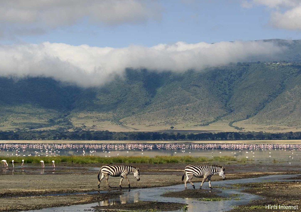Du Lịch Châu Phi: Kenya - Tanzania - Mùa Di Cư