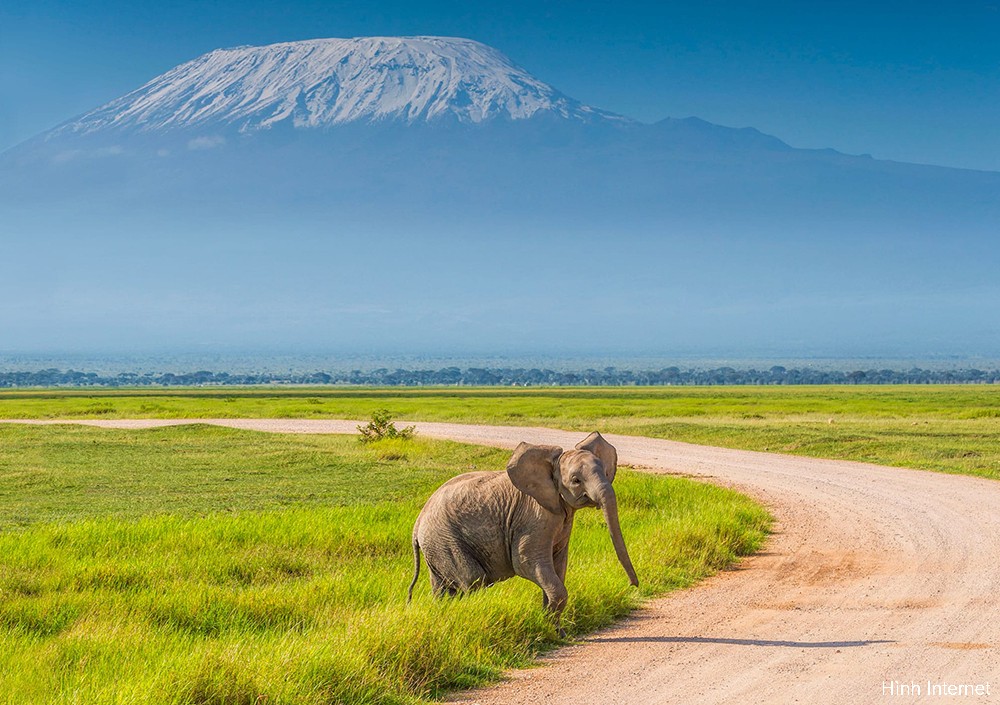 Du Lịch Châu Phi: Kenya - Mùa Di Cư