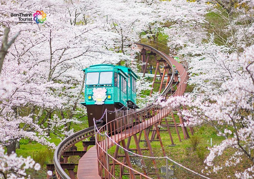 Nhật Bản Mùa Hoa Anh Đào:  Tokyo - Hakone - Mishima Sky Walk - Núi Phú Sĩ - Gotemba Outlet.