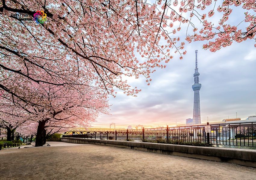 Du Lịch Nhật Bản: Tokyo - Yokohama - Núi Phú Sĩ - Odaiba - Ngắm hoa anh đào